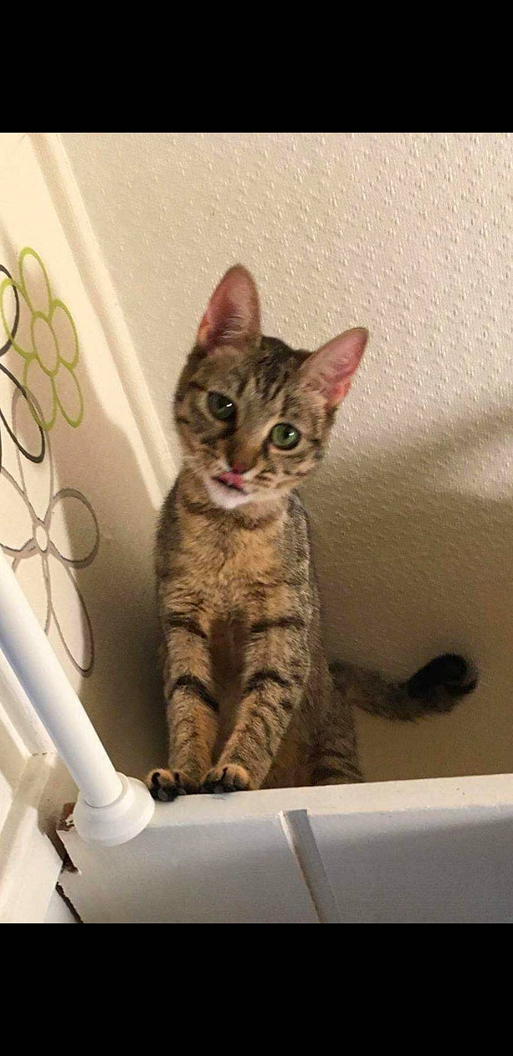 Nirma a rejoint le concours — aidez-le/la à gagner de superbes lots ! aegean_cat, arabian_mau, asian, australian_mist, california_spangled, carnivore, cat, domestic_short_haired_cat, dragon_li, egyptian_mau, european_shorthair, felidae, german_rex, kitten, mammal, ocicat, small_to_medium_sized_cats, tabby_cat, vertebrate, whiskers