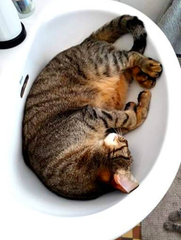 Nirma a rejoint le concours — aidez-le/la à gagner de superbes lots ! carnivore, cat, cat_bed, domestic_short_haired_cat, dragon_li, european_shorthair, felidae, nap, ocicat, small_to_medium_sized_cats, tabby_cat, toyger, whiskers