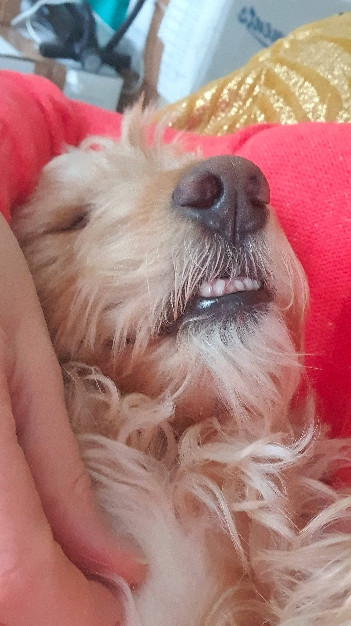 Paul participe au concours pour gagner de l'argent avec cette photo : canidae, carnivore, companion_dog, dog, dog_breed, fur, lhasa_apso, mammal, puppy_love, rare_breed_dog, schnoodle, shih_tzu, snout, spinone_italiano, sporting_group, terrier, tibetan_terrier, toy_dog, west_highland_white_terrier