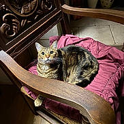 Maya a rejoint le concours — aidez-le/la à gagner de superbes lots ! cat, tabby, wooden_chair, cushion, indoor, curious, pet, feline, fur, whiskers, floor, vase, decor, carved_wood, relaxing, comfortable, animal, looking_up, home, cozy
