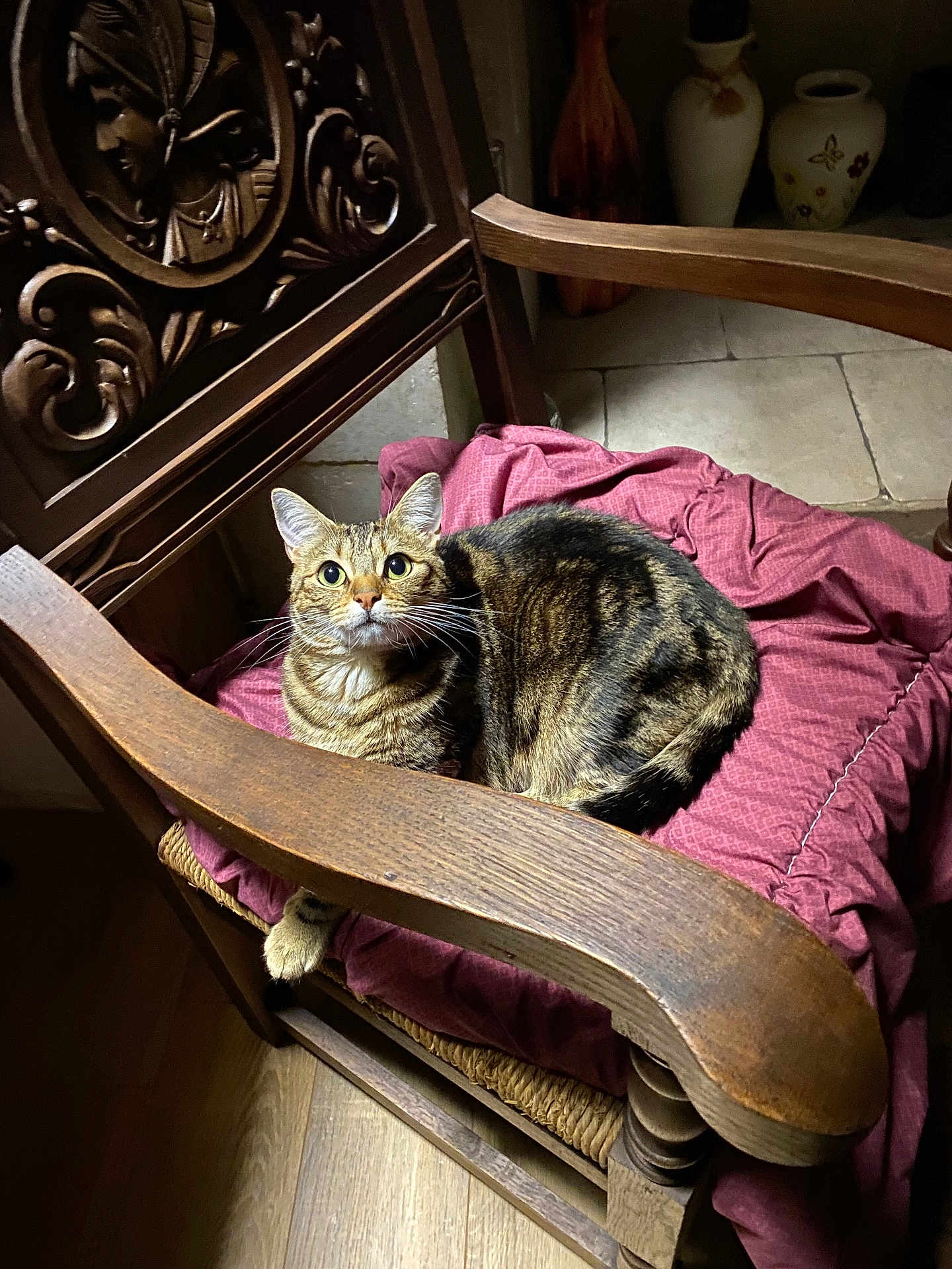 Maya a rejoint le concours — aidez-le/la à gagner de superbes lots ! cat, tabby, wooden_chair, cushion, indoor, curious, pet, feline, fur, whiskers, floor, vase, decor, carved_wood, relaxing, comfortable, animal, looking_up, home, cozy