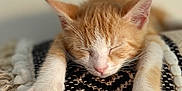Pims participe au concours pour gagner de l'argent avec cette photo : kitten, cat, sleeping, orange_cat, white_paws, cushion, texture, cozy, pet, animal, indoor, closeup, feline, resting, cute, soft, nap, relaxation, whiskers, fur