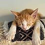 kitten, cat, sleeping, orange_cat, white_paws, cushion, texture, cozy, pet, animal, indoor, closeup, feline, resting, cute, soft, nap, relaxation, whiskers, fur