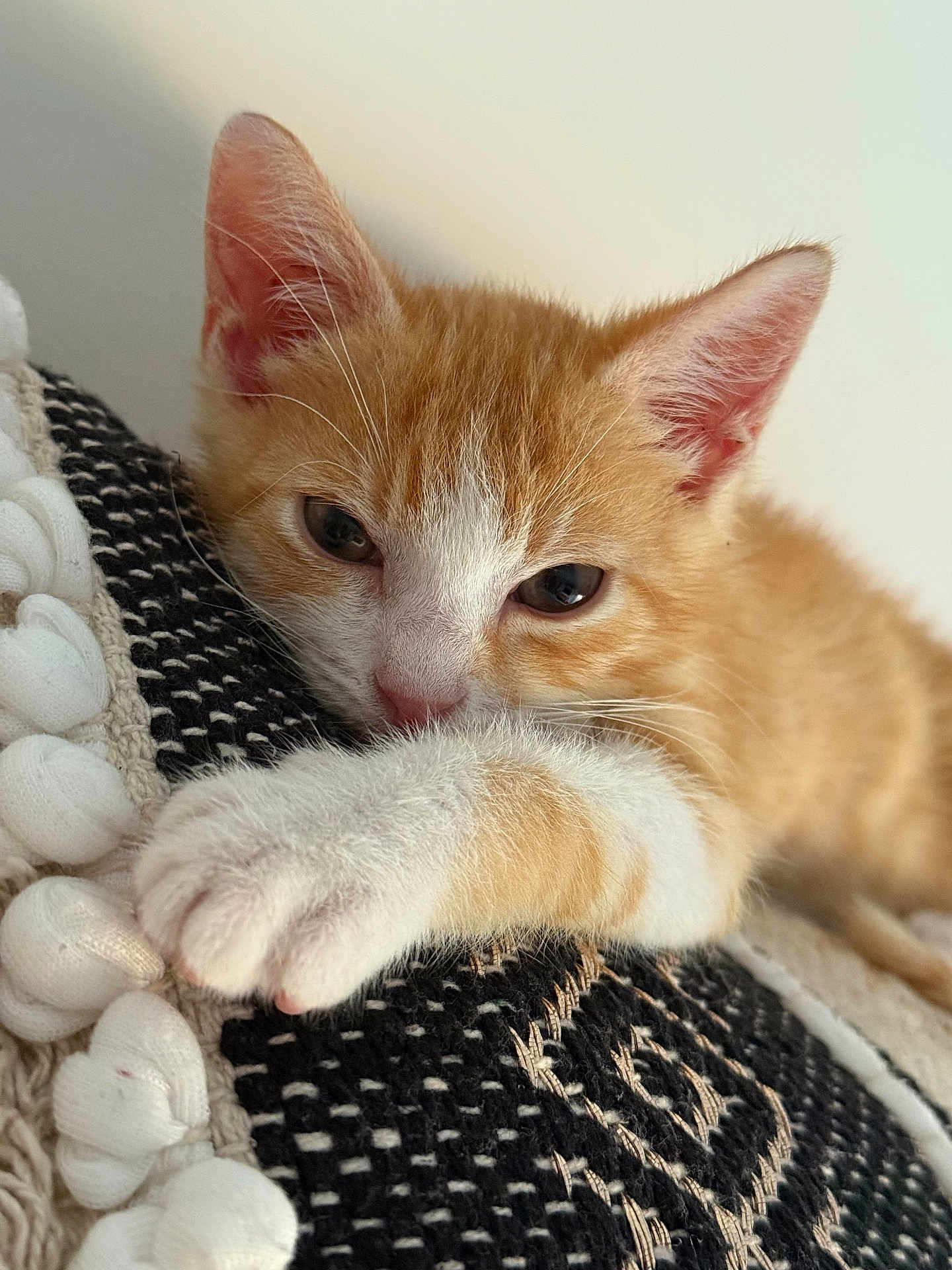 Pims a rejoint le concours — aidez-le/la à gagner de superbes lots ! kitten, cat, orange_cat, white_paw, close_up, cute, sleepy, pet, feline, resting, indoors, cushion, fabric, texture, paw, fur, whiskers, ears, young_animal, relaxed
