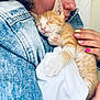 Pims a rejoint le concours — aidez-le/la à gagner de superbes lots ! kitten, cat, sleeping, person, hand, denim_jacket, nail_polish, orange_cat, white_cat, close_up, indoor, affection, cute, pet, cozy, resting, comfort, feline, human, warmth