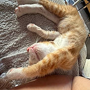 Pims a rejoint le concours — aidez-le/la à gagner de superbes lots ! cat, ginger_cat, pet, sleeping, relaxed, stretching, fur, whiskers, pink_nose, indoor, blanket, textured_surface, cozy, animal, feline, home, resting, cute, paw, companion