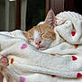 Pims participe au concours pour gagner de l'argent avec cette photo : kitten, cat, sleeping, blanket, cozy, heart_pattern, orange_cat, white_fur, cute, pet, animal, soft_texture, indoor, resting, snuggled, fur, closeup, domestic_cat, peaceful, hand