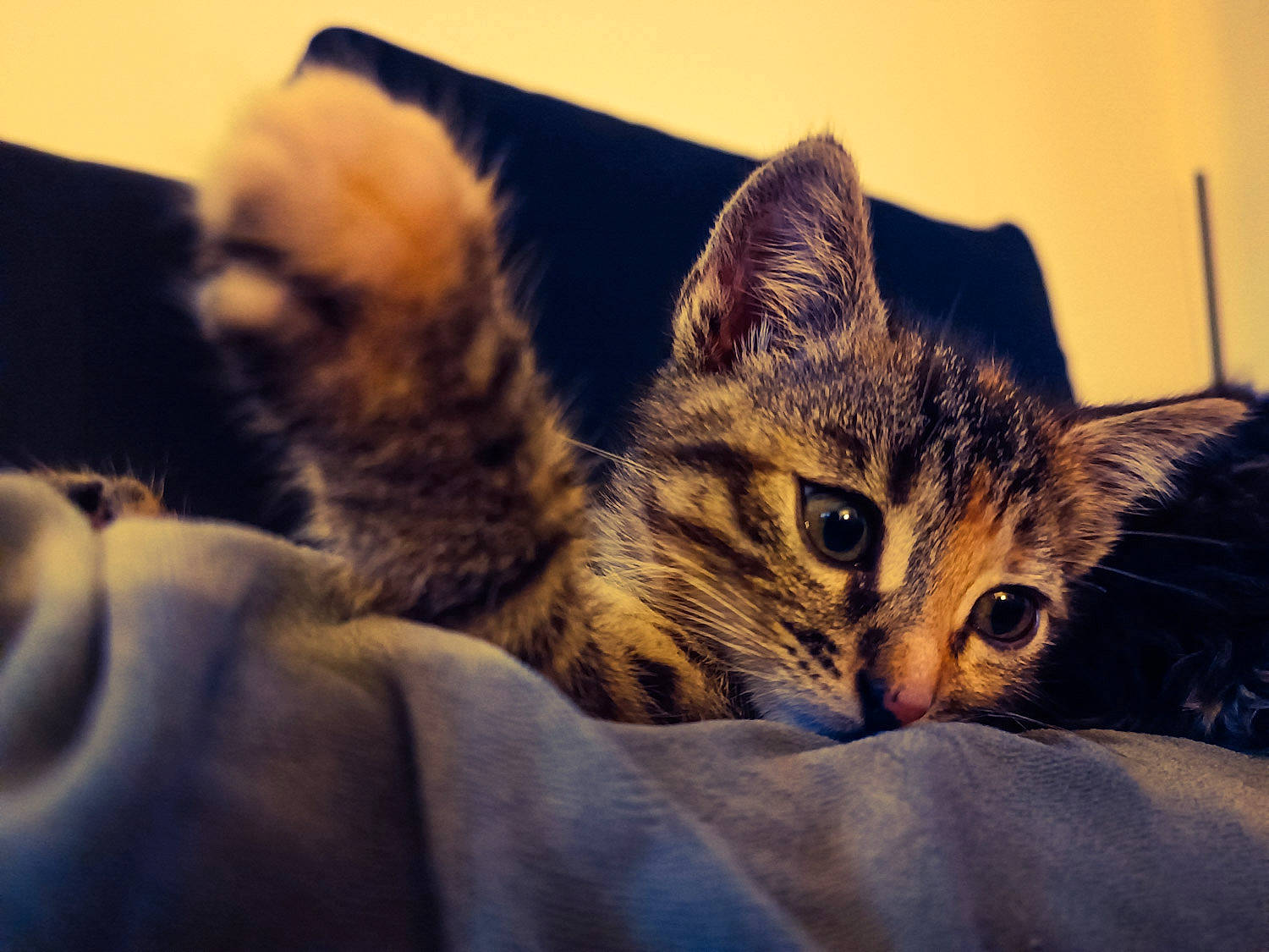 Kiwi participe au concours pour gagner de l'argent avec cette photo : carnivore, cat, cloud, comfort, darkness, domestic_short_haired_cat, felidae, fur, mountain, nap, paw, sand, sitting, sky, small_to_medium_sized_cats, snout, whiskers, wildlife