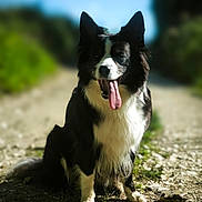 Vixy participe au concours pour gagner de l'argent avec cette photo : dog, border_collie, outdoor, sunlight, tongue_out, happy, pet, animal, grass, gravel_path, nature, blurred_background, sitting, black_and_white, canine, portrait, summer, daylight, playful, friendly