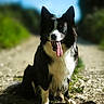 dog, border_collie, outdoor, sunlight, tongue_out, happy, pet, animal, grass, gravel_path, nature, blurred_background, sitting, black_and_white, canine, portrait, summer, daylight, playful, friendly