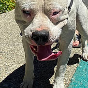 Ice Cube joined the competition — help win amazing prizes! dog, white_dog, pitbull, outdoor, sunlight, sidewalk, panting, blue_eyes, shadow, person, foot, leash, greenery, closeup, pet, animal, walking, daytime, happy, ears