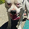 dog, white_dog, pitbull, outdoor, sunlight, sidewalk, panting, blue_eyes, shadow, person, foot, leash, greenery, closeup, pet, animal, walking, daytime, happy, ears
