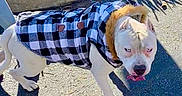 Ice Cube joined the competition — help win amazing prizes! dog, white_dog, jacket, checkered_jacket, leash, pavement, shadow, outdoor, sunny, fur_collar, pet, walking, canine, animal, sidewalk, curb, daylight, tongue_out, fur, street
