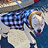 dog, white_dog, jacket, checkered_jacket, leash, pavement, shadow, outdoor, sunny, fur_collar, pet, walking, canine, animal, sidewalk, curb, daylight, tongue_out, fur, street