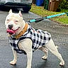 Ice Cube is registered to the contest to win money with this photo: dog, leash, jacket, outdoor, driveway, car, trash_bin, grass, happy, tongue_out, pet, muscular, canine, walking, urban, pavement, black_and_white, animal, fur, collar