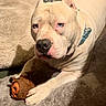 Ice Cube joined the competition — help win amazing prizes! dog, toy, plush_toy, blanket, leopard_print, pet, indoor, collar, white_dog, canine, fur, paw, resting, comfort, bed, soft_texture, animal, cute, looking, expression