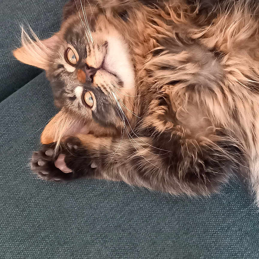 Muffin a rejoint le concours — aidez-le/la à gagner de superbes lots ! abyssinian, animal, armchair, bodypart, cat, chair, couch, finger, furniture, hand, hardwood, kitten, manx, mouth, person, pet, siamese, sleeping, tongue, wood