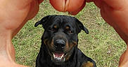 Buldozer is registered to the contest to win money with this photo: animal, background, bird, black_and_tan, canine, closeup, dog, friendly, grass, hands, heart_shape, joy, love, mammal, nature, outdoor, pet, portrait, rottweiler, smiling