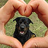 animal, background, bird, black_and_tan, canine, closeup, dog, friendly, grass, hands, heart_shape, joy, love, mammal, nature, outdoor, pet, portrait, rottweiler, smiling
