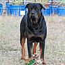 Buldozer joined the competition — help win amazing prizes! animal, black, brown, canine, dog, ears, eyes, fence, fur, grass, nature, outdoor, paper_bag, pet, plant, pot, rottweiler, snout, standing, yard