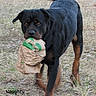 animal, black, blue_barrels, brown, canine, chewing, dog, fun, grass, mischievous, mouth, nature, outdoor, paper_bag, pet, playful, rottweiler, tail, walking, yard