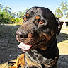 Buldozer is registered to the contest to win money with this photo: animal, black, brown, canine, daylight, dog, friendly, grass, happy, mammal, nature, outdoor, pet, portrait, rottweiler, sitting, sky, sunny, tongue_out, trees