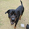 animal, bird, black, brown, canine, chicken, dog, ears, eyes, farm, grass, ground, mammal, mouth, nature, nose, outdoor, pet, rottweiler, tail