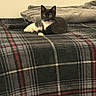 cat, tuxedo_cat, bed, blanket, plaid, indoor, pet, animal, feline, resting, fur, whiskers, eyes, cozy, sleeping_area, soft_texture, curious, alert, household, domestic