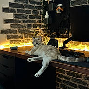 Chausette a rejoint le concours — aidez-le/la à gagner de superbes lots ! cat, desk, keyboard, mouse, headphones, brick_wall, lamp, computer_monitor, controller, wooden_surface, indoor, technology, relaxed, pet, electronics, ambient_lighting, home_office, cozy, modern, feline