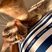 Bleu is registered to the contest to win money with this photo: cat, tabby_cat, pet, feline, close_up, portrait, whiskers, eyes, ears, fur, striped_shirt, indoor, relaxed, lying_down, upside_down, sleepy, playful, animal, warm_lighting, photography