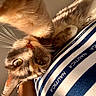 cat, tabby_cat, pet, feline, close_up, portrait, whiskers, eyes, ears, fur, striped_shirt, indoor, relaxed, lying_down, upside_down, sleepy, playful, animal, warm_lighting, photography