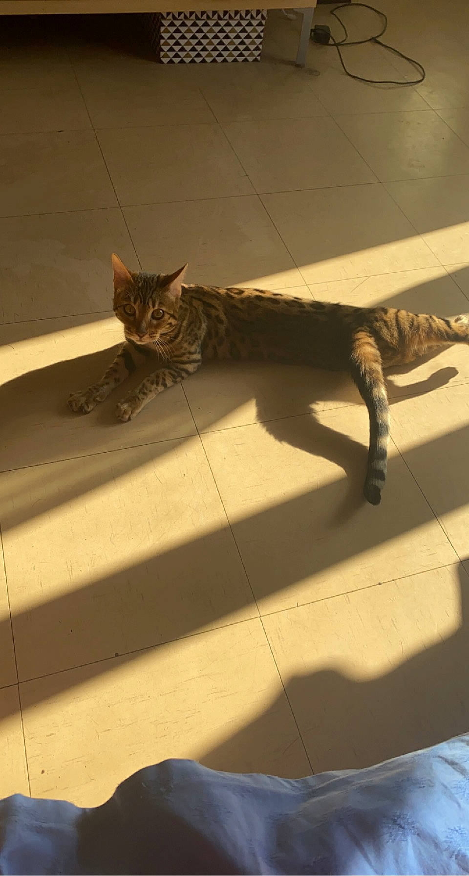 Sanga participe au concours pour gagner de l'argent avec cette photo : art, brown, carnivore, cat, domestic_short_haired_cat, fawn, felidae, flooring, hardwood, metal, organism, sculpture, shadow, small_to_medium_sized_cats, snout, tail, terrestrial_animal, tints_and_shades, whiskers, wood