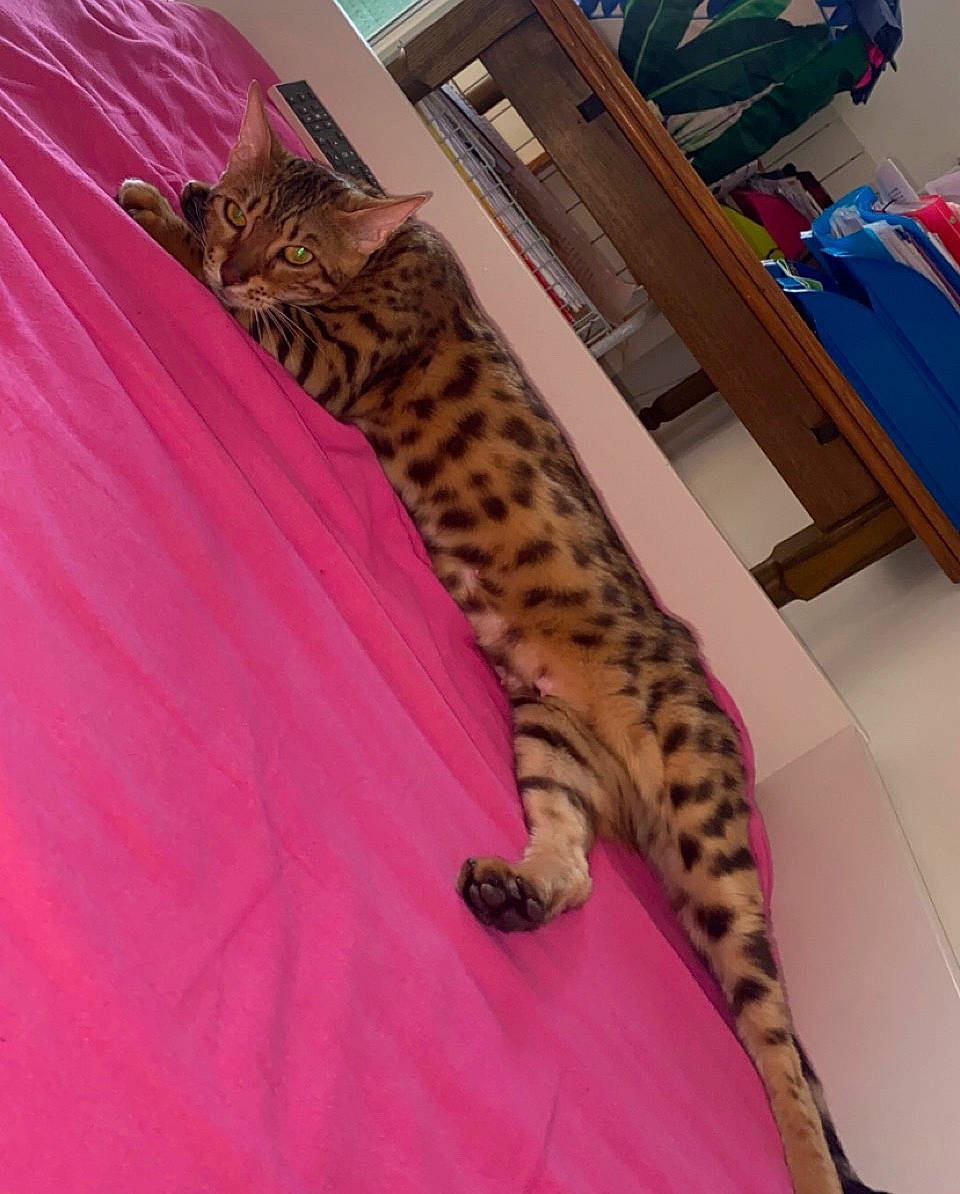 Sanga participe au concours pour gagner de l'argent avec cette photo : carnivore, cat, comfort, desk, domestic_short_haired_cat, fawn, felidae, foot, fur, furniture, mammal, pink, room, small_to_medium_sized_cats, snout, table, tail, terrestrial_animal, vertebrate, whiskers