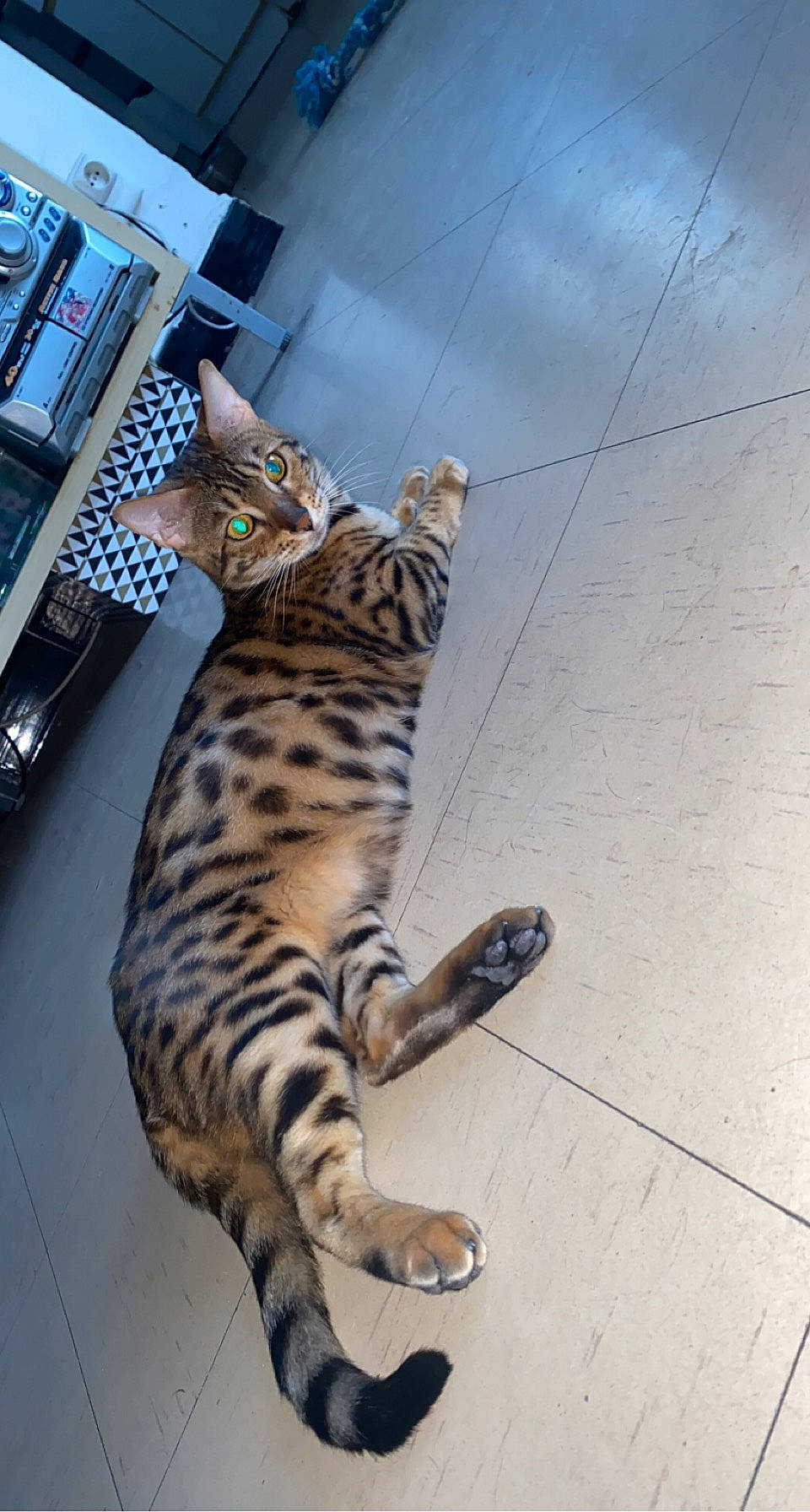 Sanga a rejoint le concours — aidez-le/la à gagner de superbes lots ! big_cats, canidae, carnivore, cat, claw, comfort, dog_breed, domestic_short_haired_cat, fawn, felidae, floor, flooring, foot, fur, paw, small_to_medium_sized_cats, tail, terrestrial_animal, whiskers, wood