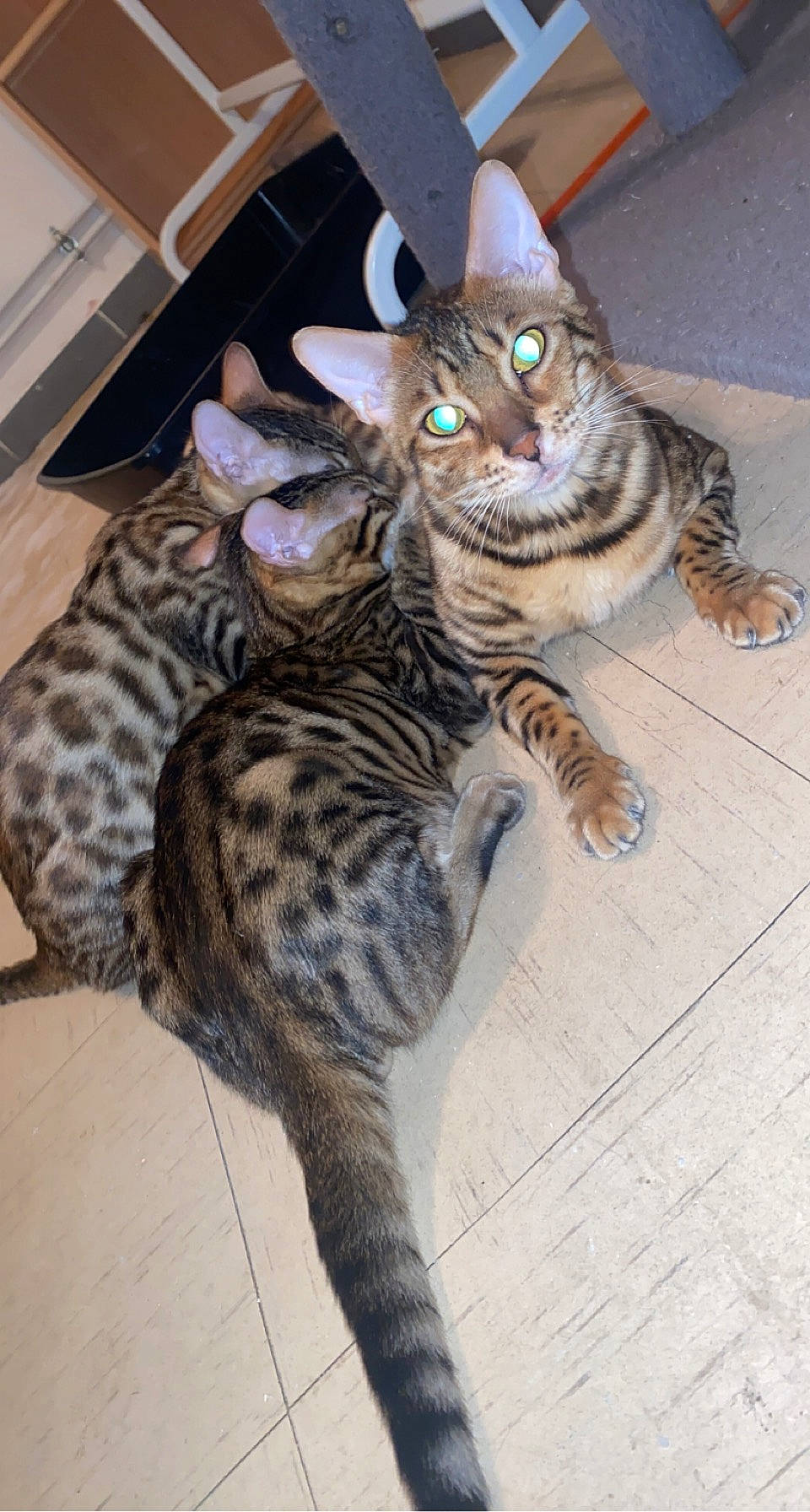 Sanga participe au concours pour gagner de l'argent avec cette photo : carnivore, cat, claw, comfort, domestic_short_haired_cat, felidae, flooring, foot, fur, hardwood, mammal, paw, sitting, small_to_medium_sized_cats, snout, tail, terrestrial_animal, whiskers