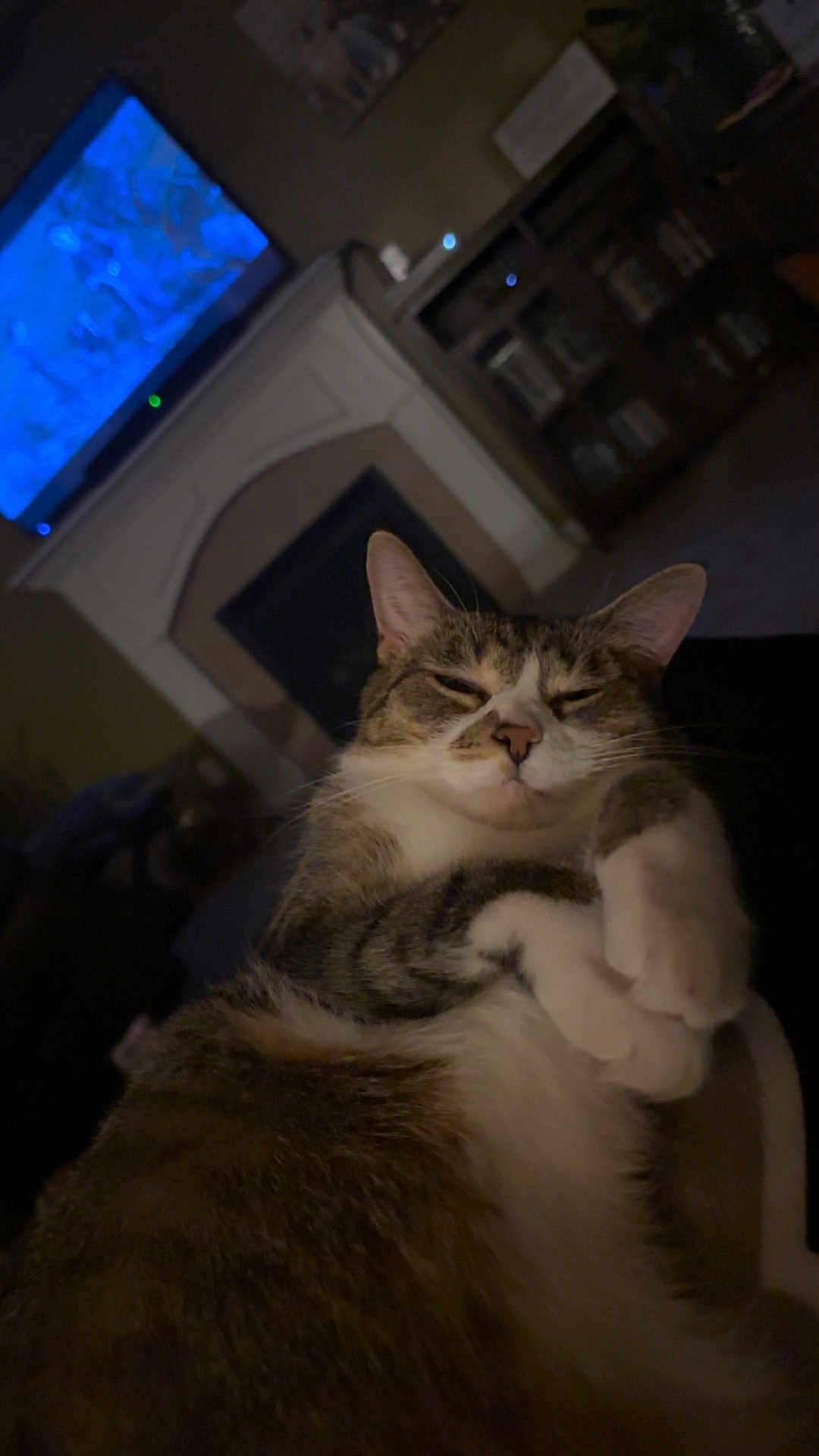 Moana joined the competition — help win amazing prizes! cat, sleepy, indoor, living_room, television, fireplace, cozy, pet, feline, relaxed, fur, whiskers, paws, home, furniture, dim_light, couch, comfort, resting, cute