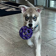 Bandit is registered to the contest to win money with this photo: puppy, dog, indoor, toy, ball, blue_eyes, husky, floor, tile, pet, playful, young_dog, canine, collar, walking, cute, animal, front_paw, ear, snout