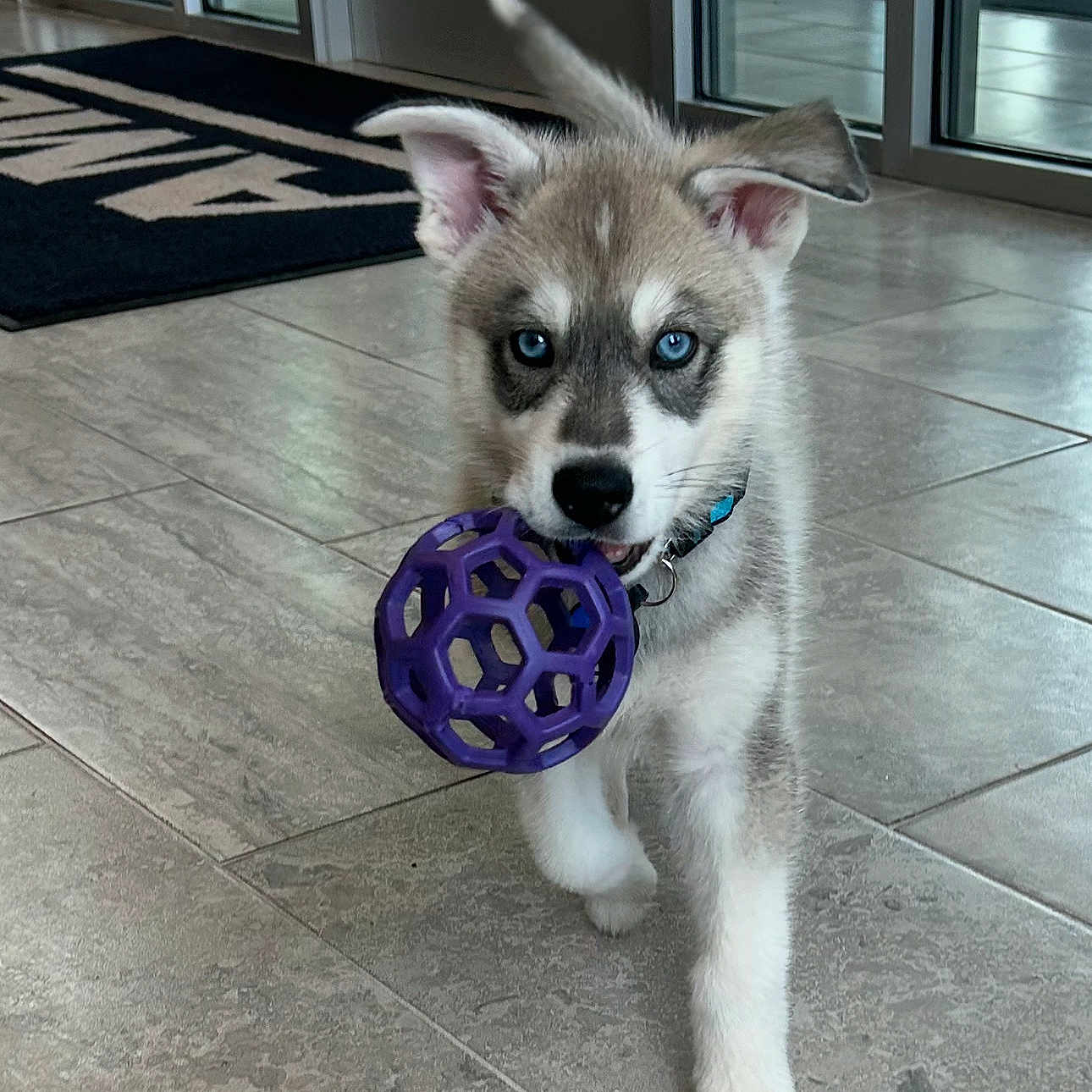 Bandit is registered to the contest to win money with this photo: animal, ball, blue_eyes, canine, collar, cute, dog, ear, floor, front_paw, husky, indoor, pet, playful, puppy, snout, tile, toy, walking, young_dog