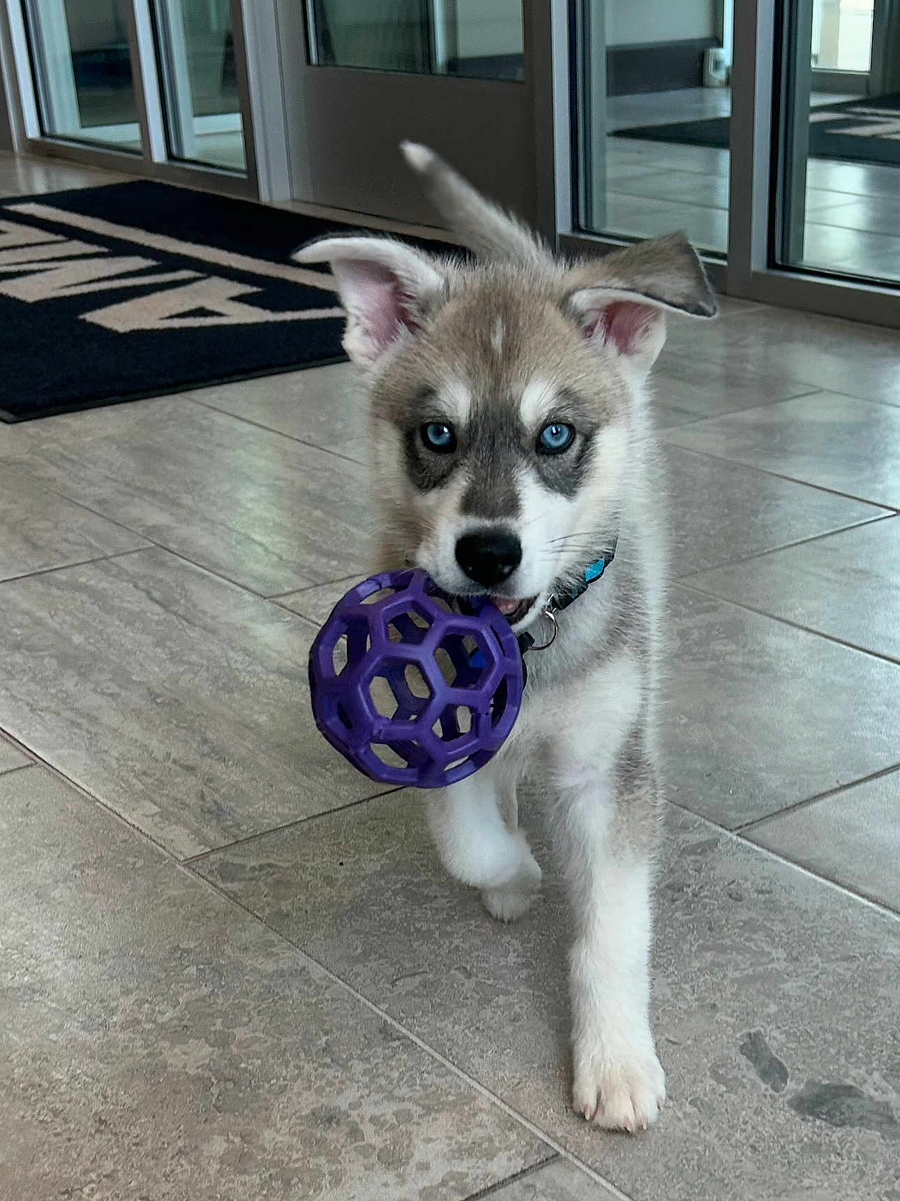 Bandit is registered to the contest to win money with this photo: puppy, dog, indoor, toy, ball, blue_eyes, husky, floor, tile, pet, playful, young_dog, canine, collar, walking, cute, animal, front_paw, ear, snout