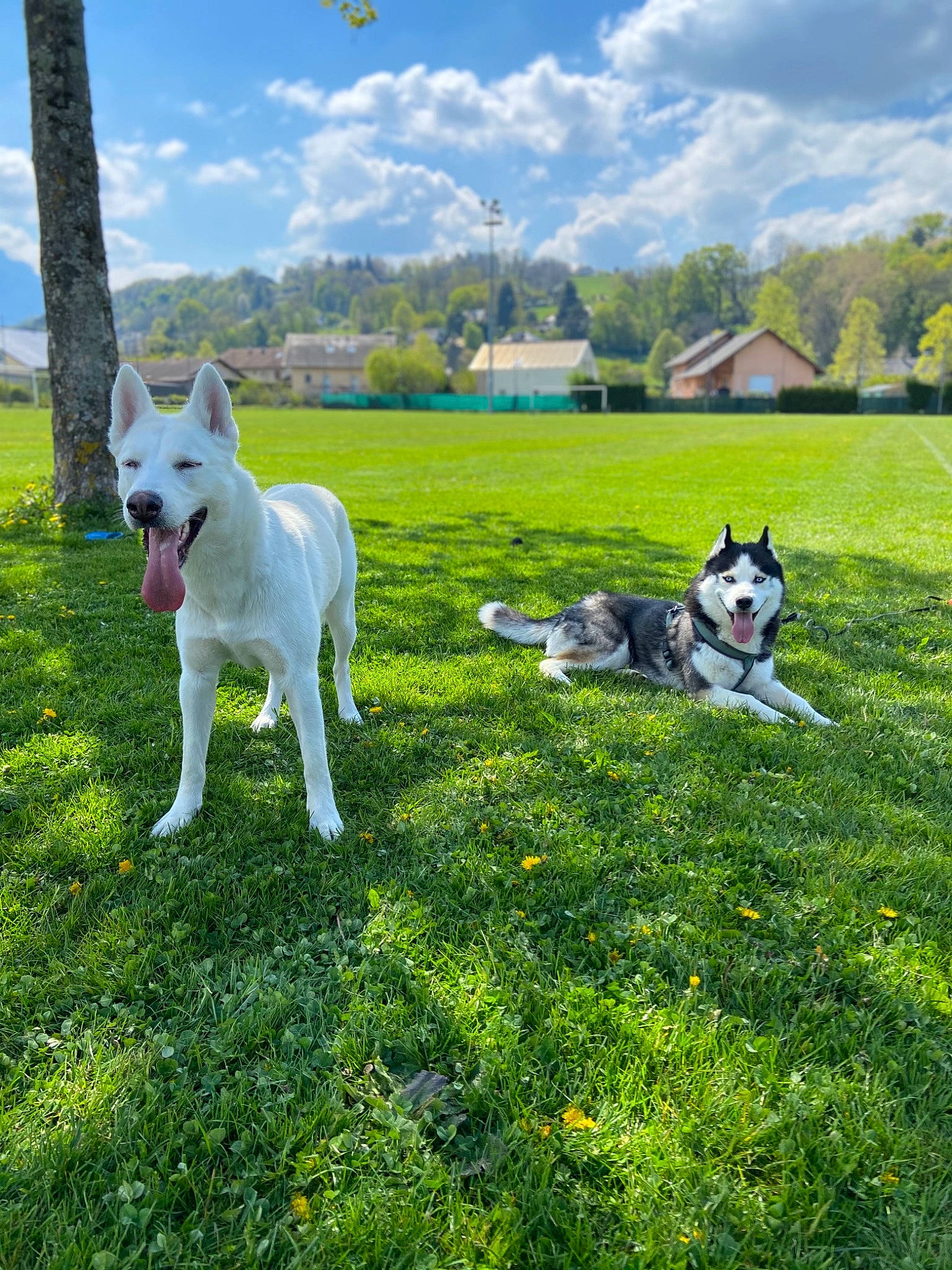 Riya participe au concours pour gagner de l'argent avec cette photo : carnivore, cloud, companion_dog, dog, dog_breed, fawn, grass, grassland, lawn, leisure, mammal, meadow, pasture, plant, recreation, sky, tail, tree, vertebrate, working_animal