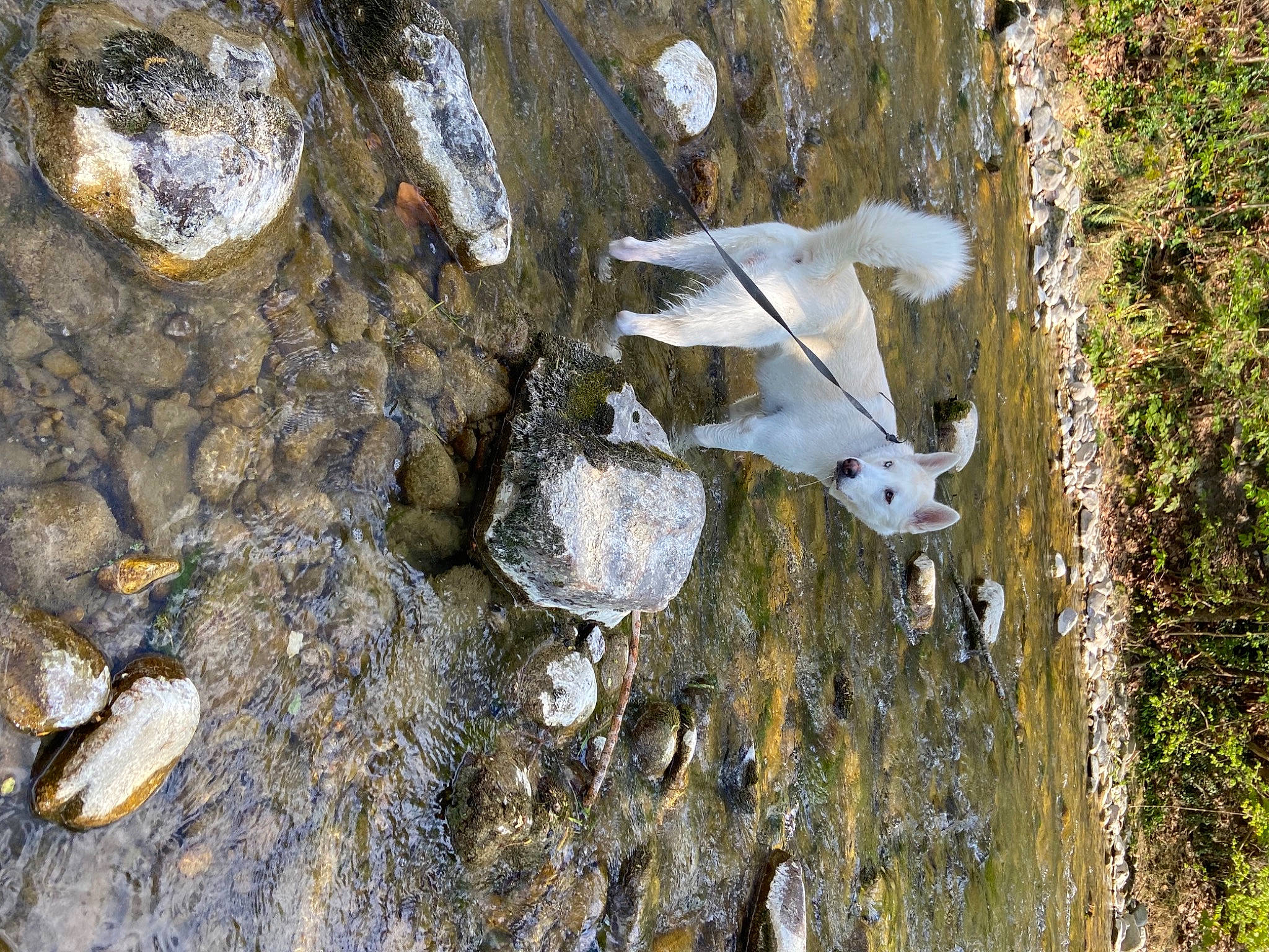 Riya participe au concours pour gagner de l'argent avec cette photo : art, bedrock, freezing, fur, grass, livestock, plant, reflection, rock, sculpture, seabird, soil, tree, trunk, water, water_resources, watercourse, wildlife, winter, wood
