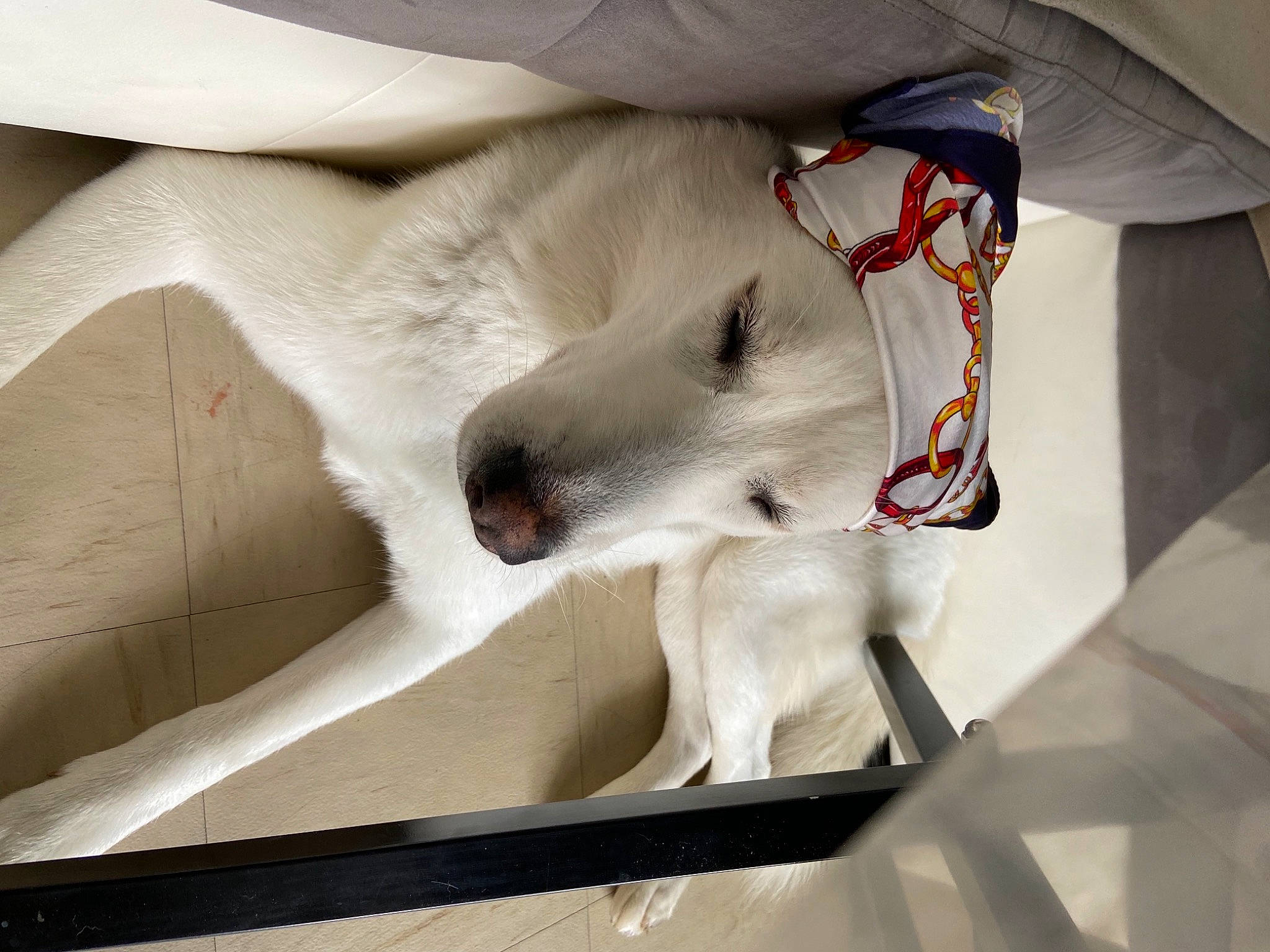 Riya a rejoint le concours — aidez-le/la à gagner de superbes lots ! canidae, carnivore, comfort, companion_dog, couch, dog, dog_breed, fawn, felidae, fur, jaw, linens, nap, paw, small_to_medium_sized_cats, snout, sporting_group, tail, whiskers, working_animal