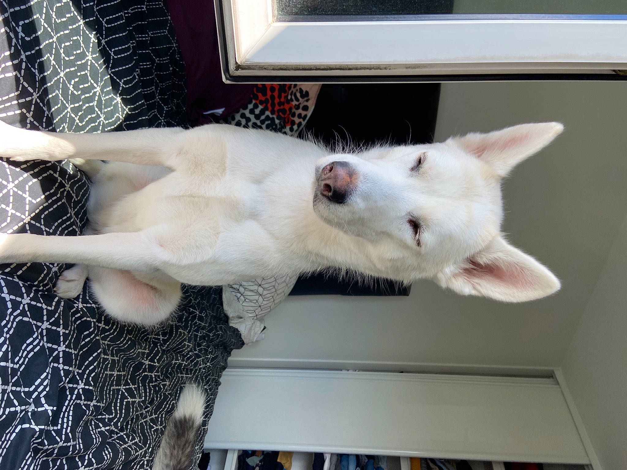 Riya a rejoint le concours — aidez-le/la à gagner de superbes lots ! canidae, carnivore, cat, collar, companion_dog, dog_breed, domestic_short_haired_cat, fang, fawn, felidae, fur, jaw, mammal, paw, small_to_medium_sized_cats, snout, tail, terrestrial_animal, vertebrate, whiskers