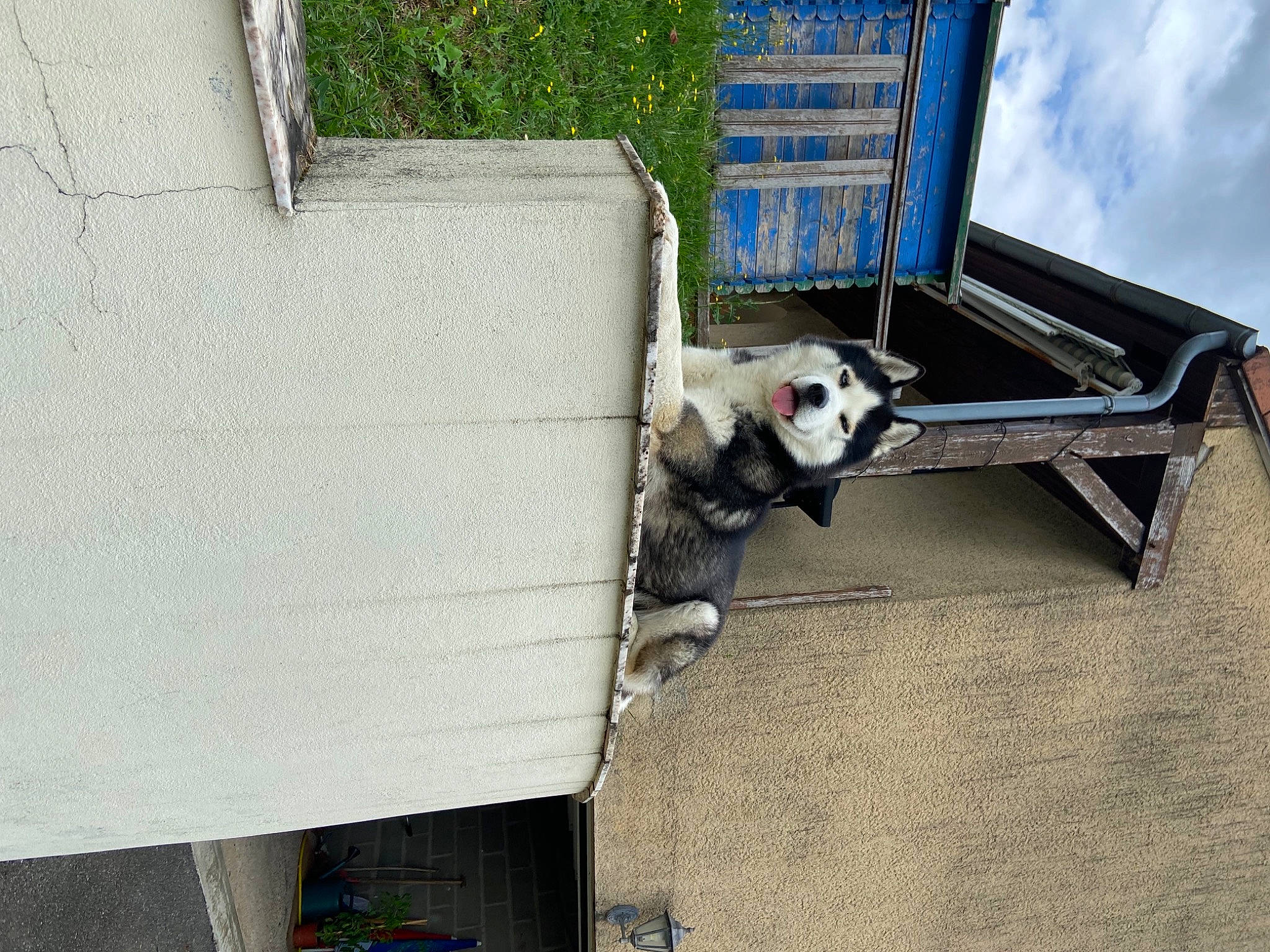 North a rejoint le concours — aidez-le/la à gagner de superbes lots ! asphalt, building, cloud, composite_material, concrete, daylighting, dog, gas, house, outdoor_furniture, plant, road_surface, roof, shadow, sky, solar_energy, sporting_group, tail, wood