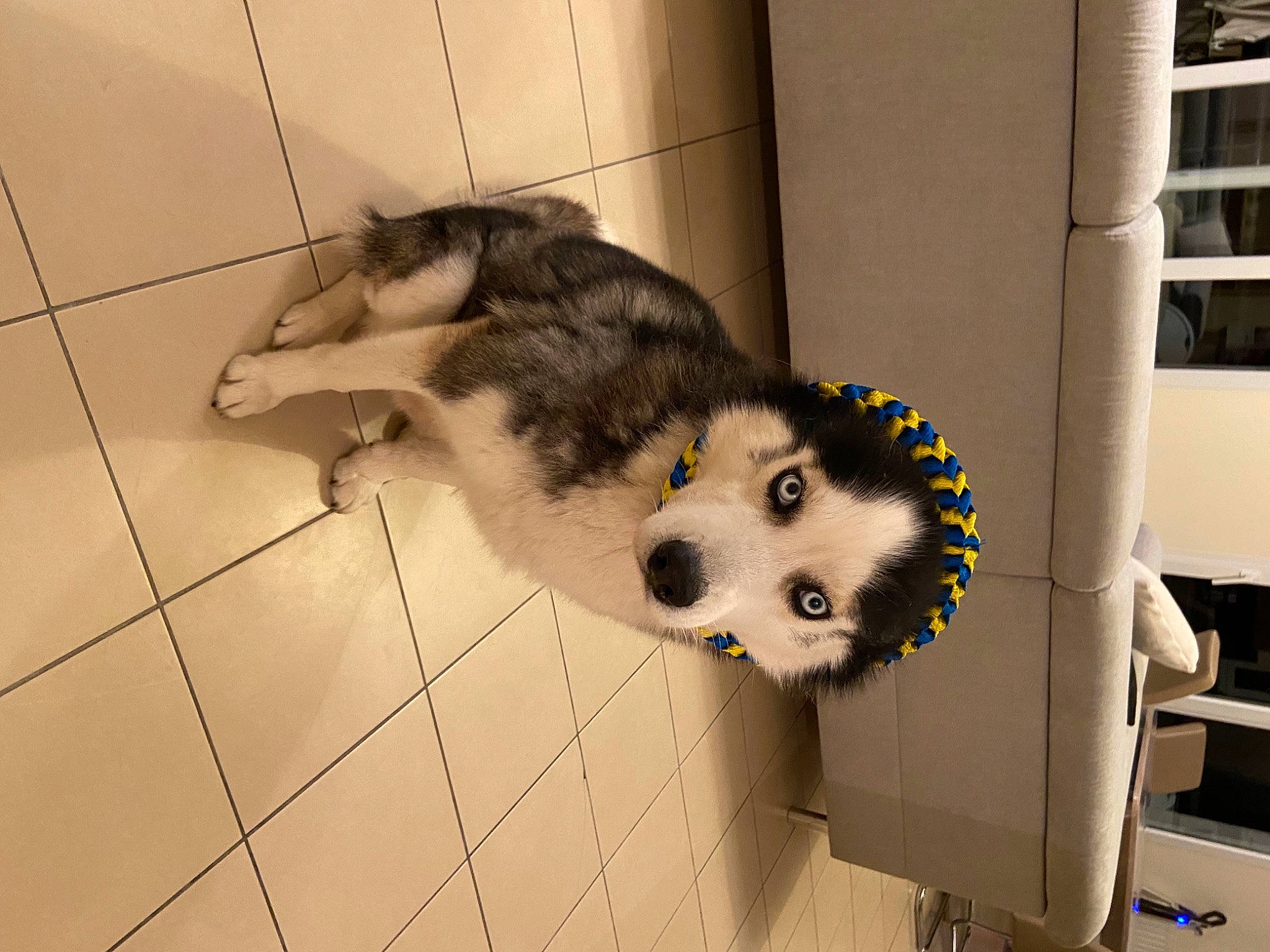 North participe au concours pour gagner de l'argent avec cette photo : carnivore, companion_dog, dog, dog_breed, fawn, ferret, flooring, fur, marsupial, mustelidae, opossum, paw, pet_supply, small_to_medium_sized_cats, snout, sporting_group, tail, virginia_opossum, whiskers, working_animal