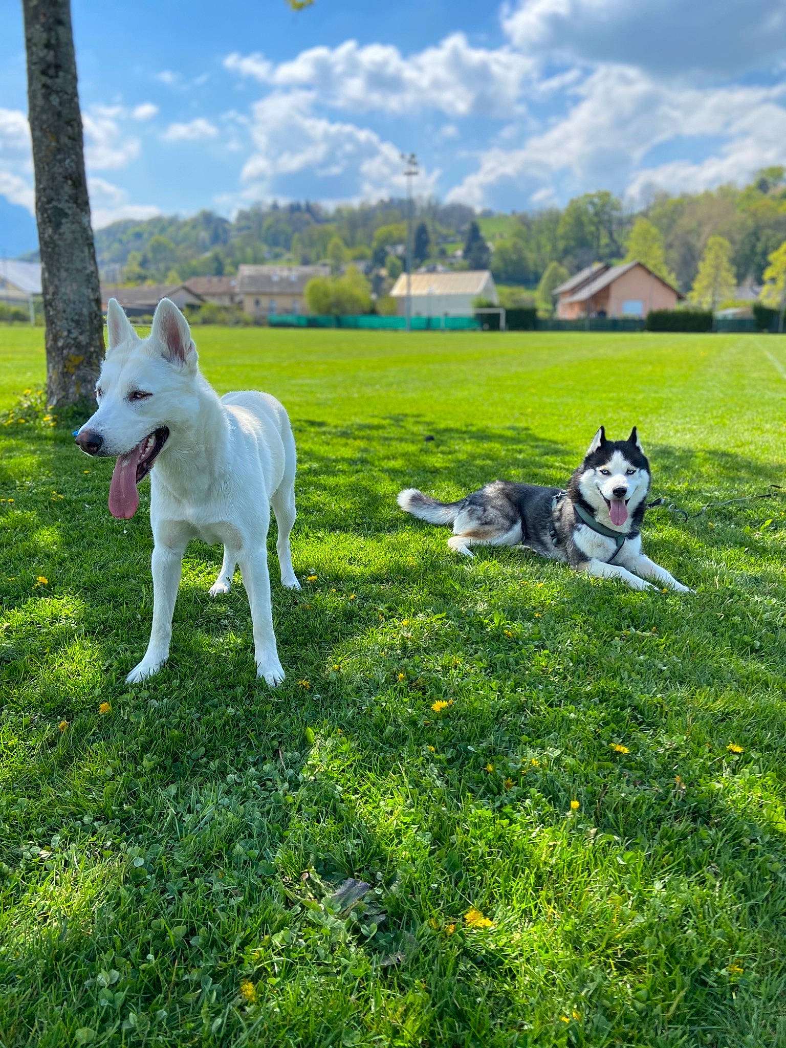 North participe au concours pour gagner de l'argent avec cette photo : canidae, carnivore, cloud, companion_dog, dog, dog_breed, grass, grassland, herding_dog, lawn, leisure, meadow, pasture, plant, sky, sporting_group, tail, tree, vertebrate, working_animal