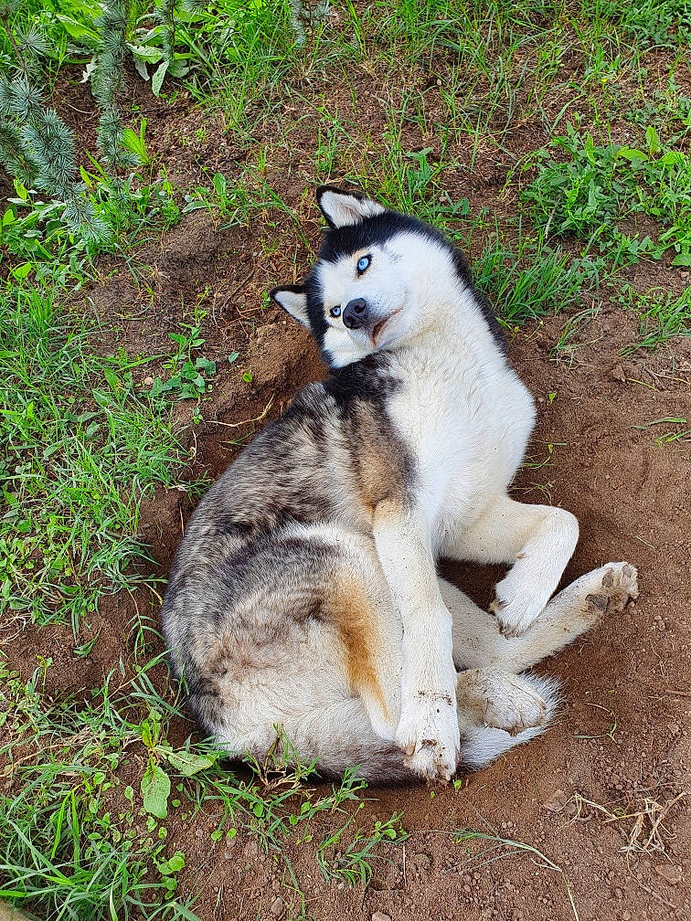 North a rejoint le concours — aidez-le/la à gagner de superbes lots ! canidae, canis, carnivore, dog_breed, fawn, fur, grass, plant, snout, soil, tail, terrestrial_animal, zoo