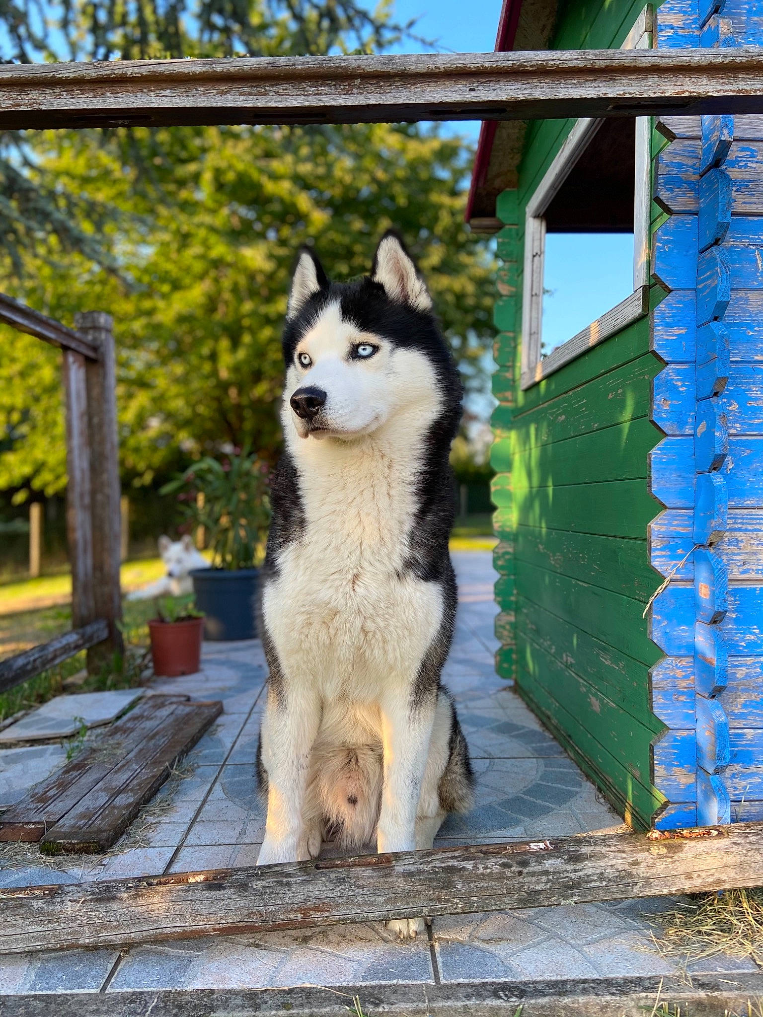 North participe au concours pour gagner de l'argent avec cette photo : blue, canis, carnivore, companion_dog, dog, dog_breed, dog_supply, fawn, home_fencing, plant, siberian_husky, sidewalk, sky, sled_dog, sporting_group, tail, tree, wolf, wood, working_animal