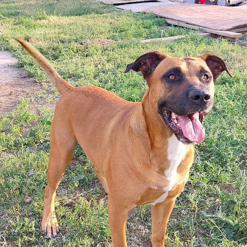 Doo
