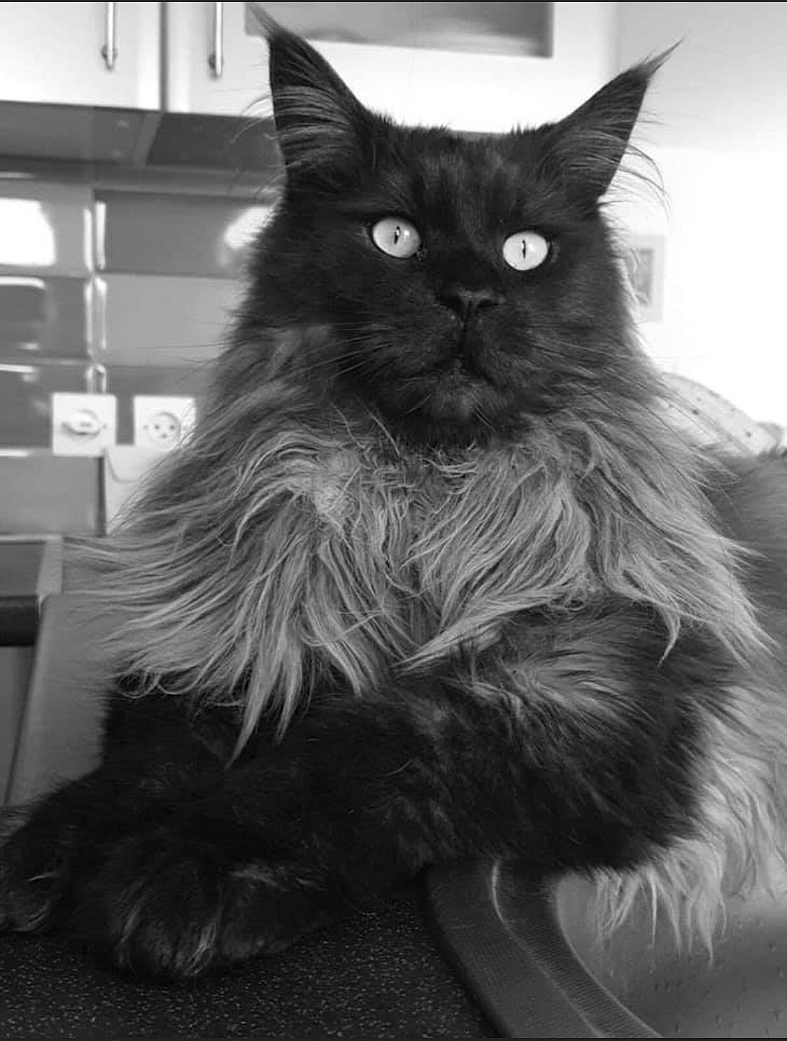 Malabar a rejoint le concours — aidez-le/la à gagner de superbes lots ! asian_semi_longhair, black_and_white, black_cat, british_longhair, british_semi_longhair, carnivore, cat, domestic_long_haired_cat, felidae, himalayan, maine_coon, mammal, norwegian_forest_cat, persian, ragdoll, small_to_medium_sized_cats, vertebrate, whiskers